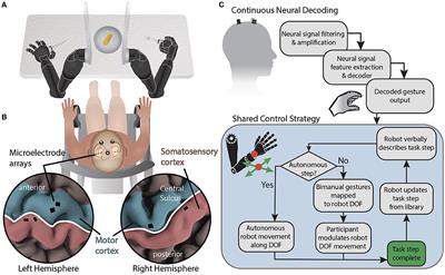 Shared Control of Bimanual Robotic Limbs With a Brain-Machine Interface for Self-Feeding